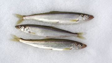Poisson dans la glace