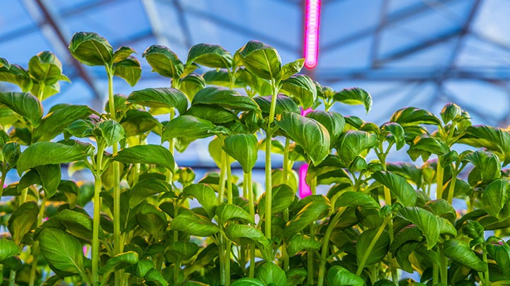 FreshFood-Philips-Supermarket-Lighting